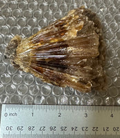 Natural Amber Calcite Raw Specimen UV Reactive #1