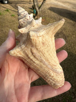 Assorted Shells for Crafts or Decor