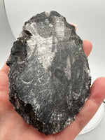 Natural Orthoceras Fossil Specimen #19