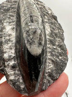 Natural Orthoceras Fossil Specimen #19