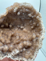 Withlacoochee River Agatized Coral #9