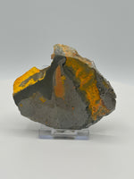 Bumblebee Jasper, Java, Indonesia #4