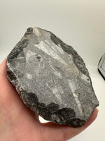 Natural Orthoceras Fossil Specimen #10