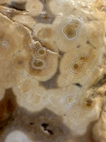 8th Vein Ocean Jasper Slab #58