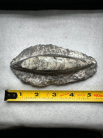 Natural Orthoceras Fossil Specimen #7
