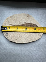 Fossil Fish, Eocene, Green River, Kemmerer, WY - Good Detail
