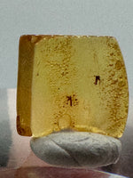 Fossil Insect Inclusion in Burmese Amber #4