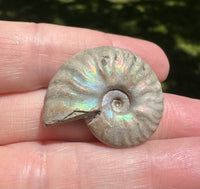 Ammonite Fossil #2