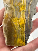Bumblebee Jasper, Java, Indonesia #5