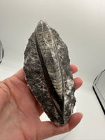 Natural Orthoceras Fossil Specimen #9