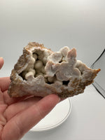 Withlacoochee River Agatized Coral #11