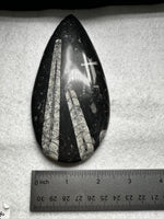 Natural Orthoceras Fossil Specimen #16