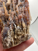 Withlacoochee River Agatized Coral #14