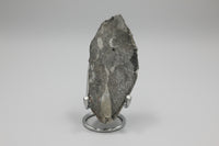 Natural Orthoceras Fossil Specimen #9