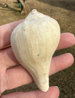 Assorted Shells for Crafts or Decor