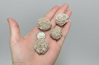 Desert Rose Selenite