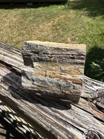Petrified Wood Specimen #2
