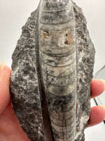 Natural Orthoceras Fossil Specimen #9