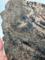 Nevada Picture Jasper Slab #2 - Old Stock