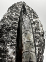 Natural Orthoceras Fossil Specimen #19