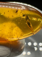 Fossil Insect Inclusion in Burmese Amber #7