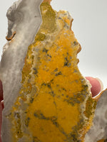 Bumblebee Jasper, Java, Indonesia #6