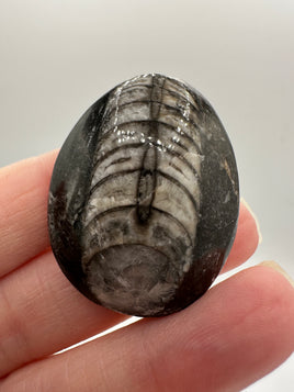 Natural Orthoceras Fossil Specimen #23