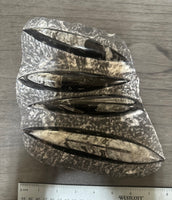 Orthoceras Fossil Plate #13