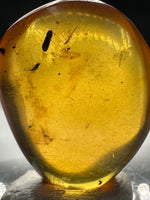 Fossil Insect Inclusion in Burmese Amber #2
