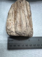 Petrified Wood Specimen #1