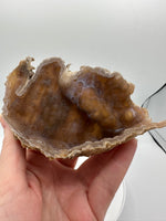 Withlacoochee River Agatized Coral #13