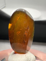 Fossil Insect Inclusion in Burmese Amber #6