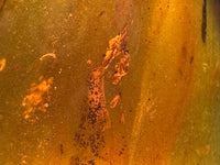 Fossil Insect Inclusion in Burmese Amber #6