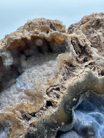 Agatized Coral, Florida