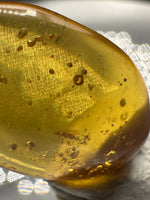 Fossil Insect Inclusion in Burmese Amber #3