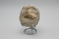 Otodus Shark Tooth, Eocene, Khouribga, Morocco on Matrix #2