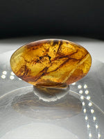 Fossil Insect Inclusion in Burmese Amber #5