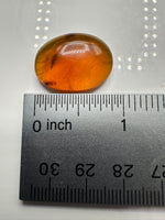 Fossil Insect Inclusion in Burmese Amber #1