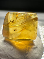 Fossil Insect Inclusion in Burmese Amber #9