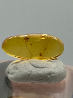 Fossil Insect Inclusion in Burmese Amber #8