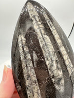 Natural Orthoceras Fossil Specimen #4