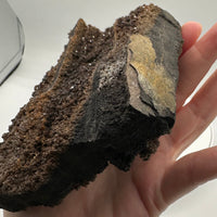 Permineralized Wood Specimen with Quartz Druzy