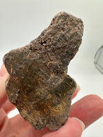 Petrified Wood Specimen #2