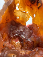 Withlacoochee River Agatized Coral #2