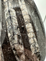 Natural Orthoceras Fossil Specimen #4