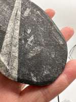 Natural Orthoceras Fossil Specimen #16