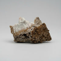 Withlacoochee River Agatized Coral #11
