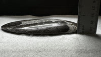Natural Orthoceras Fossil Specimen #14