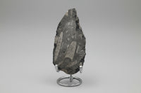 Natural Orthoceras Fossil Specimen #8
