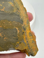 Bumblebee Jasper, Java, Indonesia #3